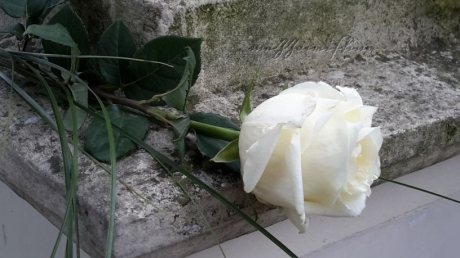 a-white-rose-on-the-stone-of-mozarts-memorial-in-sankt-marx-cemetery-vienna-january-2016
